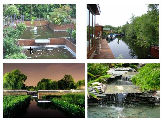 waterplanten in bak